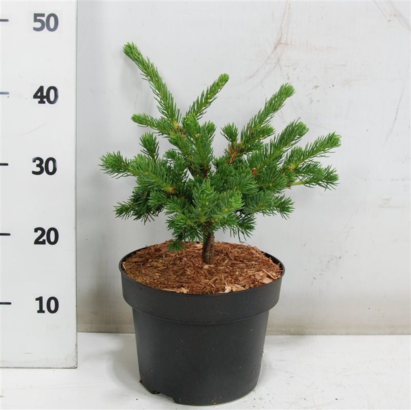 Blågran – Picea pungens 'Lucky Strike' - C5 30-40 CM